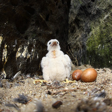 Uzavírky skal kvůli hnízdění